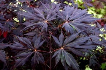 Acer palmatum Peve Stanley