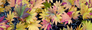 Acer shirasawanum Microphyllum