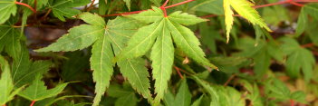 Acer palmatum Yuri hime