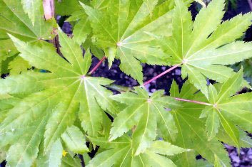 Acer shirasawanum Blue Moon