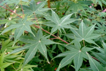 Acer palmatum Kogane sakae