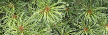z Conifer Pinus koraiensis Oculus Draconis 