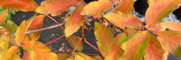 Acer griseum Cinnamon Flake