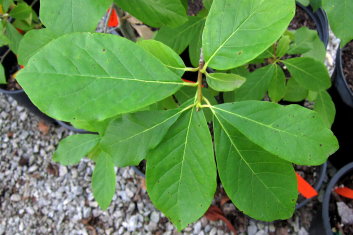 Nyssa sylvatica Red Vein (Tupelo)