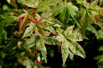 Acer palmatum Akaji nishiki