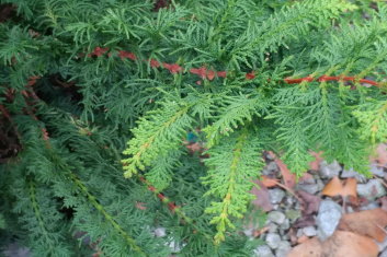 Cham obtusa Fernspray Gold