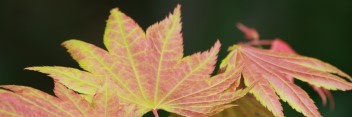 Acer shirasawanum Moonrise