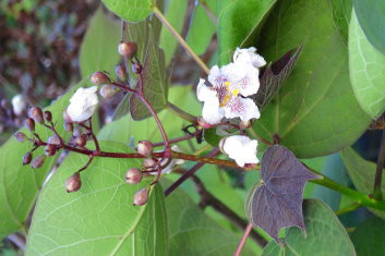 Catalpa erubescens Purpurea