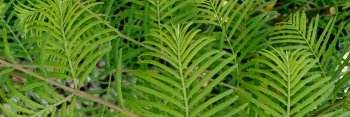 z Metasequoia glyptostroboides Silhoutte ( Dawn Redwood )