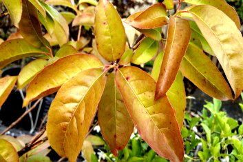 Oxydendrum Arboreum