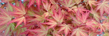 Acer pseudosieboldianum First Flame