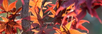 Acer palmatum Musashino