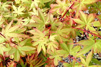 Acer palmatum Sara D