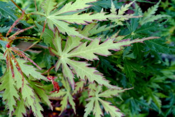 Acer palmatum Patsy