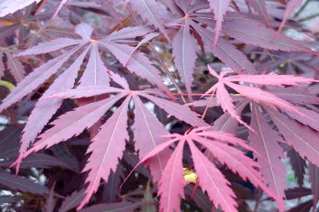 Acer palmatum Crimson Carole