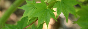 Acer palmatum Satsuki beni 
