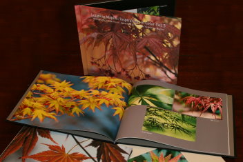  Japanese Maples: Inspirations in Color - set of 4