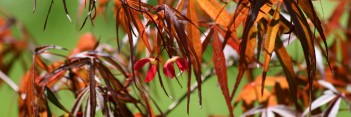 Acer palmatum Red Spider