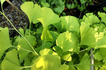 Ginkgo biloba Todd's WB