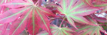 Acer shirasawanum Mikado