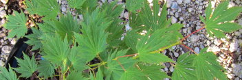 Acer palmatum Atropurpureum