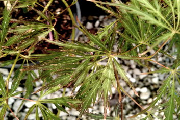 Acer palmatum Kiri nishiki