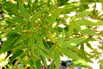 Acer palmatum Ao Kanzashi