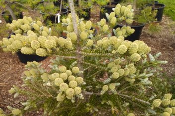 Abies koreana Horstmann's Silberlocke