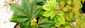 Acer circinatum Little Gem