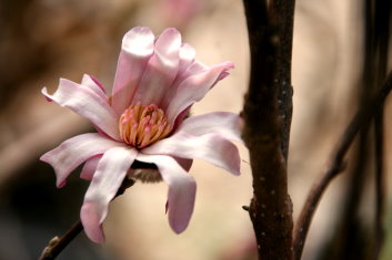 Magnolia Stellata Rosea
