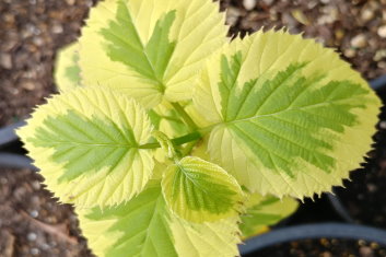 Davidia involucrata Lady Dahlia