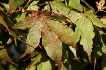 Acer palmatum Rugose
