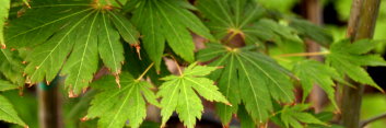 Acer pseudosieboldianum North Wind