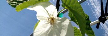 z Davidia involucrata Sonoma