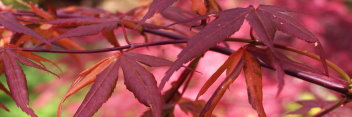 Acer palmatum Tequila Sunset