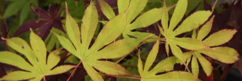 Acer palmatum Winter Gold