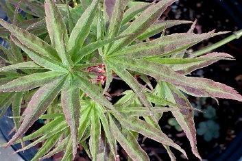 Acer palmatum Marlo