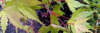 Acer palmatum Cynthia's Crown Jewel