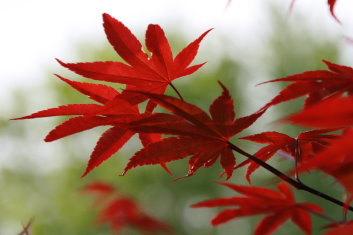 Acer palmatum Moonfire