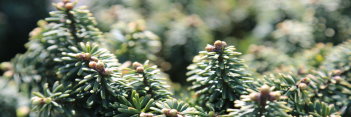 z Conifer Abies balsamea Nana