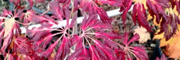 Acer japonicum Oregon Fern