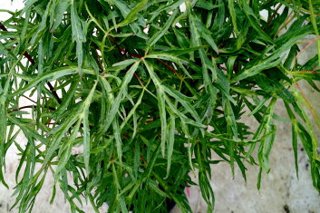 Acer japonicum Gossamer