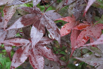 Acer palmatum Swat Margaret