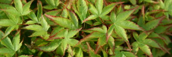 Acer palmatum Shishi yatsubusa