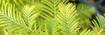 z Metasequoia glyptostroboides Little Creamy (Dawn Redwood)