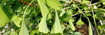 z Ginkgo biloba Korinek