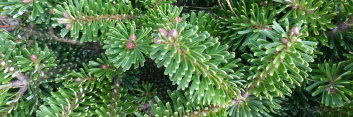 z Conifer Abies nordmanniana Munsterland