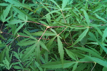 Acer palmatum Kinshi