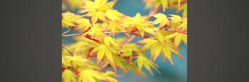 Z1 Japanese Maples: Inspirations in Color - Volume 2