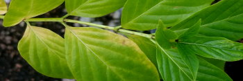 z Cephalanthus occidentalis Sputnik